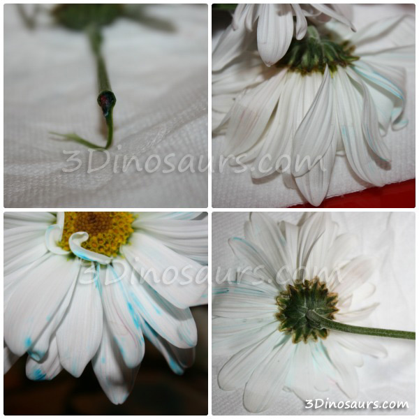 Flower Coloring Experiment