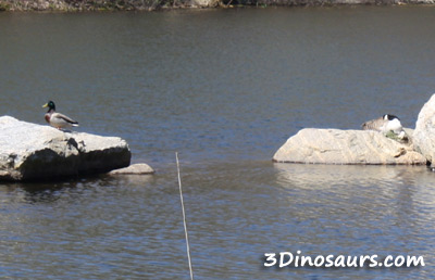 The Dinosaur Place Review