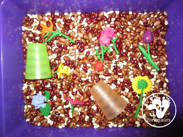 Flowers And Bean Sensory Bin - a simple sensory bin with mixed beans and flowers in the beans with some cups - 3Dinosaurs.com