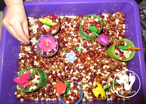 Flowers And Bean Sensory Bin - a simple sensory bin with mixed beans and flowers in the beans with some cups - 3Dinosaurs.com