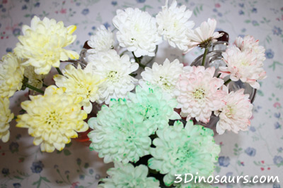 Coloring Flowers activity to teach kids about how water goes up a flower stem