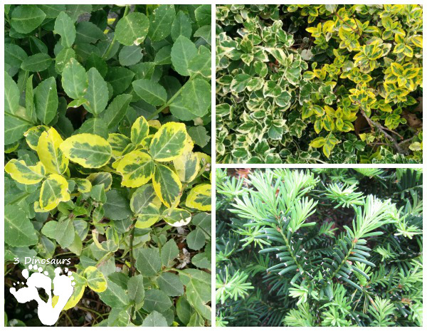 Learning Fun: Comparing Nature - Hands on Learning - 3Dinosaurs.com