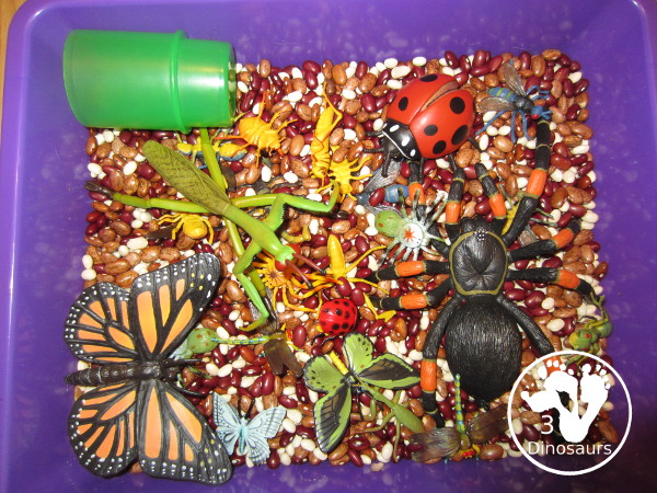 Bug Sensory Bin - a simple sensory bin with beans for the filler and random bugs in the sensory bin. It is easy to set up and use with kids in kindergarten and prek.  3Dinosaurs.com