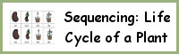 Sequencing: Life Cycle of A Plant